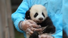 Une mère panda géant rencontre son bébé pour la première fois au zoo de Taïwan, et la vidéo est vraiment adorable