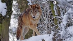 Une louve abattue dans les Alpes-de-Haute-Provence, premier spécimen de l’année en France