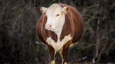 Une vache en gestation donne naissance à des veaux quadruplés après avoir eu des jumeaux, à la grande surprise des propriétaires et du vétérinaire