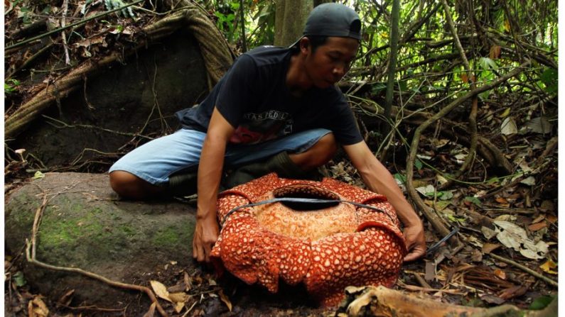 Un homme indonésien mesure une fleur géante à sept pétales "Rafflesia arnoldii" à Padang Guci, Bengkulu sur l'île de Sumatra en Indonésie le 17 janvier 2018. (Photo par Diva Marha/AFP via Getty Images) 