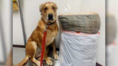 Un chien est laissé dans un refuge avec son lit et ses jouets parce que sa famille n’avait pas assez de temps pour lui