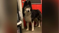 Un husky abandonné aux yeux «bizarres» a été adopté à la suite de la diffusion de ses photos