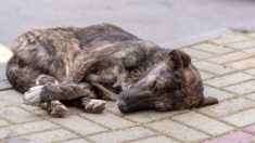 Un chien attaché dans une cour et abandonné pendant des semaines, sans nourriture ni eau, trouve enfin un foyer permanent