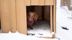 Un vétérinaire dort dans une niche pour chiens par une froide nuit d’hiver pour montrer comment les chiens souffrent lorsqu’ils sont laissés dehors