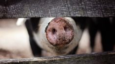 Pologne: Un fermier retrouvé dévoré par ses cochons