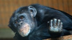 Des dizaines de singes tués dans l’incendie d’un zoo en Allemagne