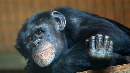 Des dizaines de singes tués dans l’incendie d’un zoo en Allemagne