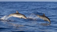 L’ONG Sea Shepherd dénonce le dépeçage d’un dauphin par des pêcheurs dans le Finistère
