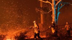 Incendies en Australie: Plus d’un milliard d’animaux pourraient avoir disparu depuis le début des feux