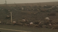 Vidéo – Incendies en Australie : des centaines de cadavres d’animaux le long des routes