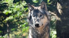 Un loup gris identifié en Charente, premier depuis près d’un siècle