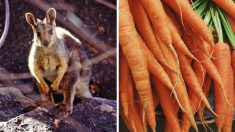 Australie : des tonnes de carottes lancées depuis les airs pour venir en aide aux wallabies