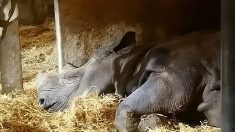 Jakob, le rhinocéros noir de 28 ans du zoo de Pont-Scorff, est décédé