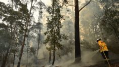 Les feux de brousse en Australie ne sont pas provoqués par les changements climatiques, selon un expert