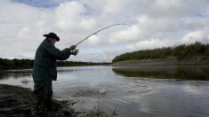 Cotentin : il pêche un brochet énorme de plus de 10 kg et d’1,15m – une pêche « miraculeuse »