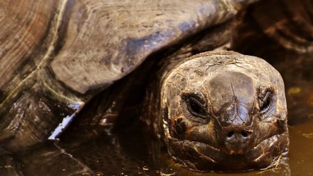 La tortue géante des Galápagos «Diego» va pouvoir prendre sa retraite après avoir sauvé son espèce