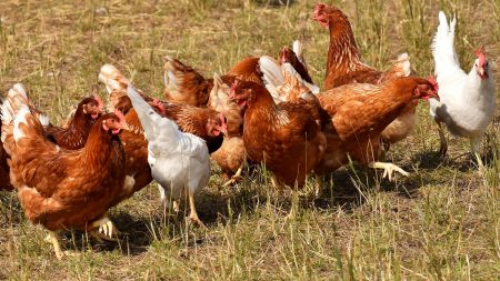 Plancher-Bas : la commune offre des poules à ses habitants pour réduire leurs déchets