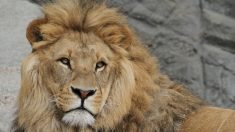 Simba, un lion âgé de 15 ans, saisi dans un cirque en Maine-et-Loire pour manquements à la réglementation