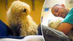 Un chien terrifié sent qu’il va être euthanasié, jusqu’à l’arrivée de son sauveur qui commence à filmer