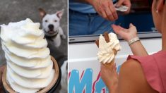 Un pitbull court vers un camion qui vend des glaces et attend patiemment son tour pour avoir un cône à la vanille