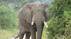 Pour la première fois depuis des années, un éléphant est observé en liberté au Sénégal