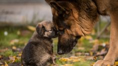 Un chiot berger allemand espiègle refuse de faire une sieste jusqu’à ce que la maman chienne intervienne