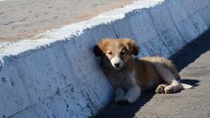 Une Brésilienne abandonne son chien handicapé au bord de la route, les internautes sont indignés