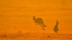 Des gardiens de zoo australiens décident de protéger des centaines d’animaux en Nouvelle-Galles du Sud alors que les feux de forêt mortels progressent