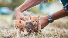 L’Île-de-France souhaite instaurer un «permis d’adopter» visant les animaux de compagnie