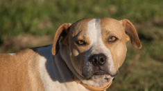 Landes: un chien attaque soudainement ses propriétaires – impossible à calmer, il sera euthanasié