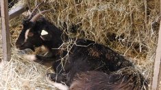 Deux-Sèvres : il élève la race des chèvres poitevines pour sauvegarder l’espèce