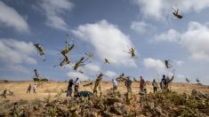 L’invasion de criquets en Afrique pourrait devenir une «peste dévastatrice», selon l’ONU
