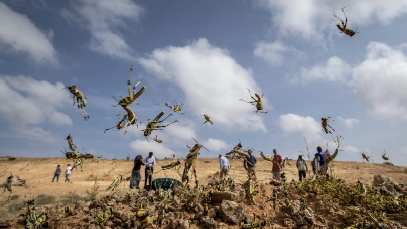 De jeunes criquets pèlerins qui n'ont pas encore déployé leurs ailes couvrent le sol dans le désert près de Garowe, dans la région semi-autonome du Puntland en Somalie, le 5 février 2020. (Ben Curtis/AP Photo)