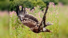 Braconnage: deux jeunes aigles de Bonelli, une espèce très menacée, abattus dans les Landes et le Gers