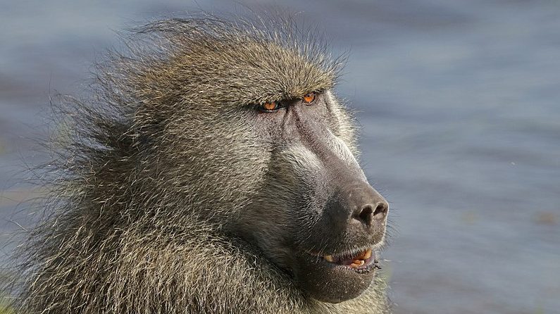 Un babouin - image d'illustration. (Wikimedia/Sharp Photography, sharpphotography.co.uk/CC 4.0)