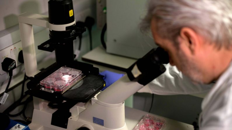 Le docteur Paul McKay, qui travaille sur un vaccin pour la souche 2019-nCoV du nouveau coronavirus, covid-19, utilise un microscope pour examiner les bactéries contenant des fragments d'ADN du Covid-19, dans un laboratoire de recherche de l'Imperial College School of Medicine (ICSM) à Londres le 10 février 2020. Tolga Akmen/AFP via Getty Images