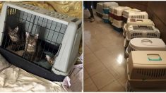 Seine-Saint-Denis : victime du syndrome de Noé, elle vit avec 28 chats et 2 chiens dans un appartement de 30m2