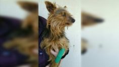 Charente-Maritime : son chien est renversé par une voiture, il le jette dans une poubelle alors qu’il est encore en vie