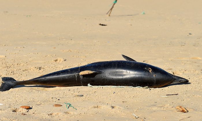 Photo d'archive d'un dauphin mort gisant sur une plage. (Nicolas Tucat/AFP/Getty Images)