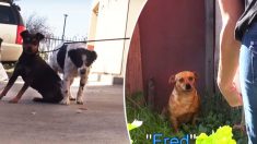 3 chiens laissés sans-abri après le décès de leur propriétaire ont une seconde chance – si les sauveteurs peuvent les attraper!