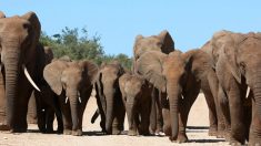 300 éléphants en deuil viennent faire leurs derniers adieux à leur chef décédé