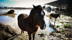 Finistère : des dizaines d’animaux laissés à l’abandon dans une ferme secourus par une association