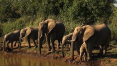 Botswana : des permis de chasse à l’éléphant vendus aux enchères