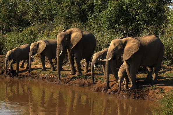 Un troupeau d'éléphants s'abreuve dans une rivière de la réserve de Mashatu à Mapungubwe, au Botswana. Mashatu est une réserve de 46 000 hectares située dans l'est du Botswana. (Photo : Cameron Spencer/Getty Images)