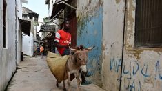Le Kenya interdit l’abattage d’ânes destinés à la médecine chinoise