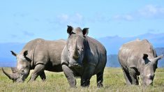 Botswana: les rhinocéros sauvages pourraient disparaître  dès 2021 à cause du braconnage