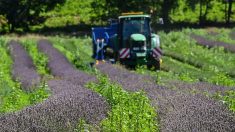 Drôme : les producteurs de lavande, thym et romarin inquiets face à la réglementation européenne