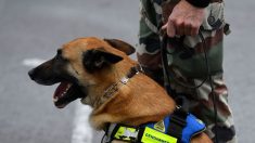 Rennes : deux chiens d’intervention de la gendarmerie reçoivent la médaille de la Défense nationale