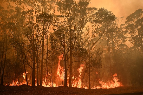 -Un feu de brousse brûle dans la ville de Moruya, au sud de Batemans Bay, en Nouvelle-Galles du Sud le 4 janvier 2020. Photo de PETER PARKS / AFP via Getty Images.