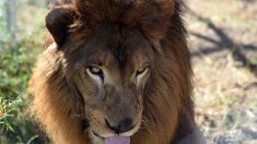 Afrique du Sud: des lions tuent une employée d’une réserve de chasse privée